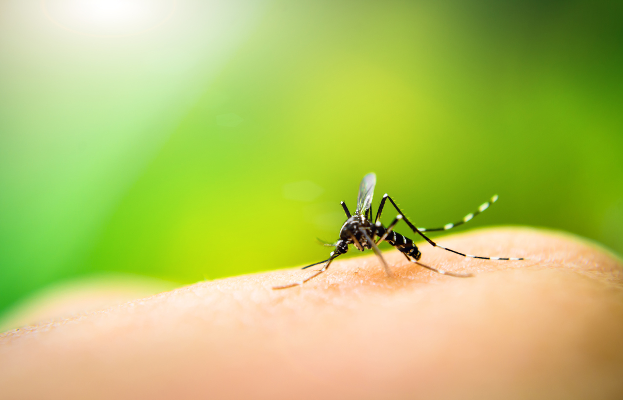 mosquito and its summertime breeding ground