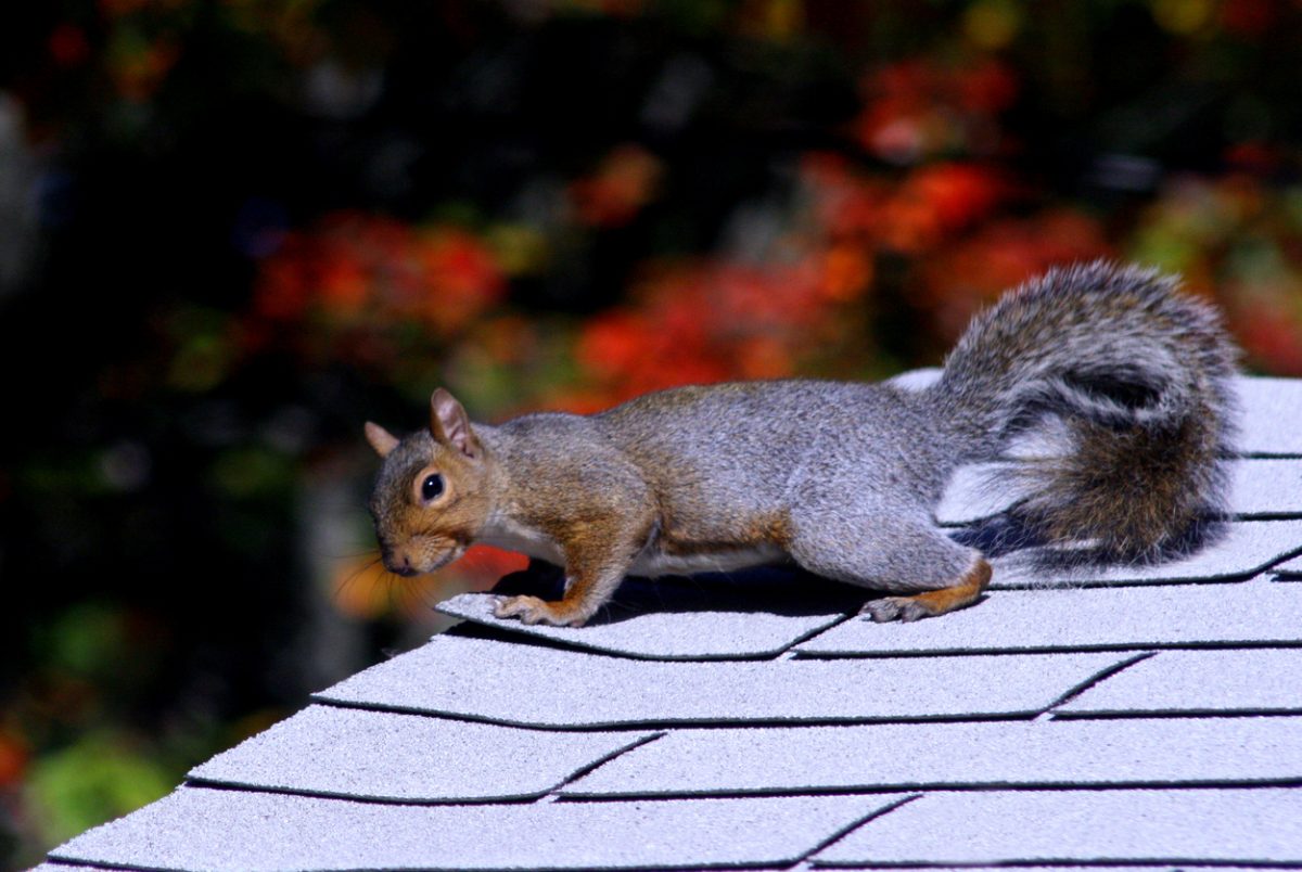 Animals That Can Ruin your Roof (and What to Do About Them)