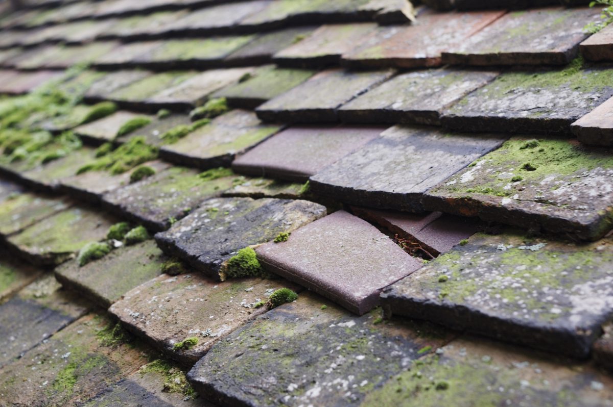 Preventing Moss on Your Roof