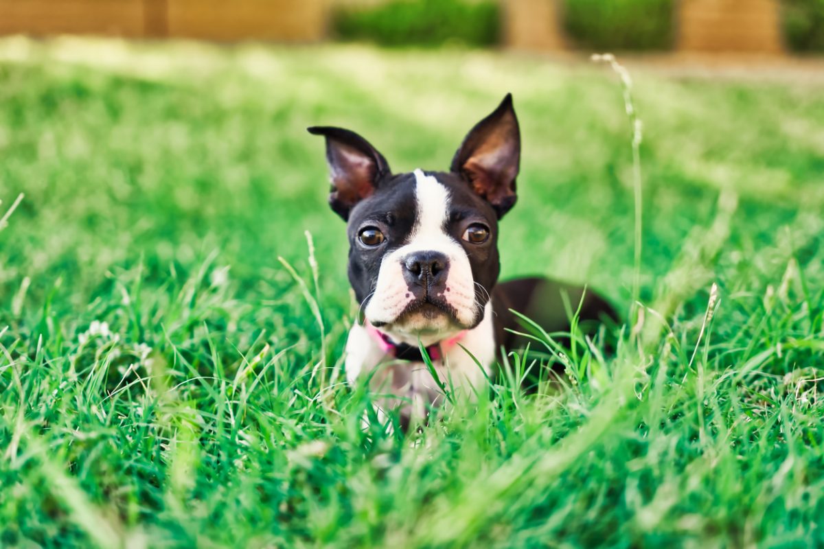 Boston Terrier puppy lying in grass