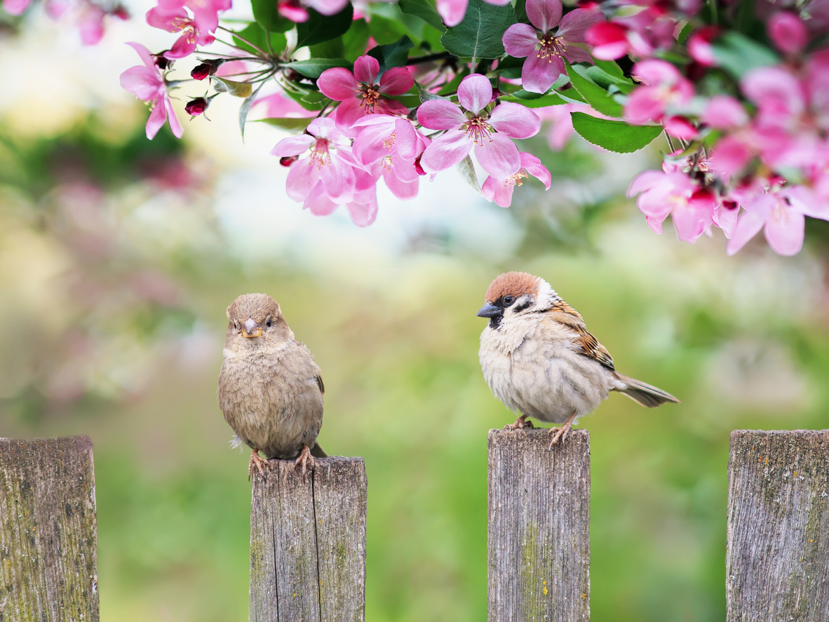 Common Connecticut Birds to Look Out For in Your Backyard