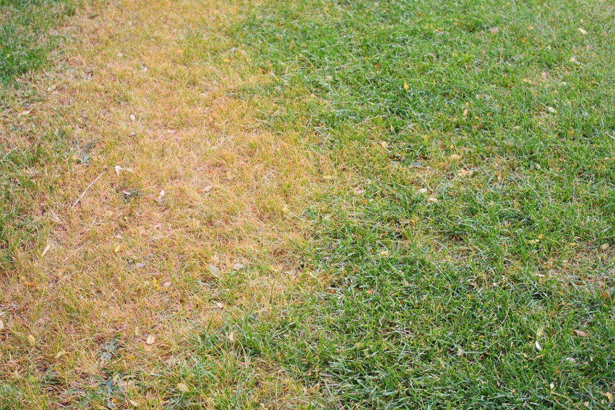 Why is my Lawn Yellow?