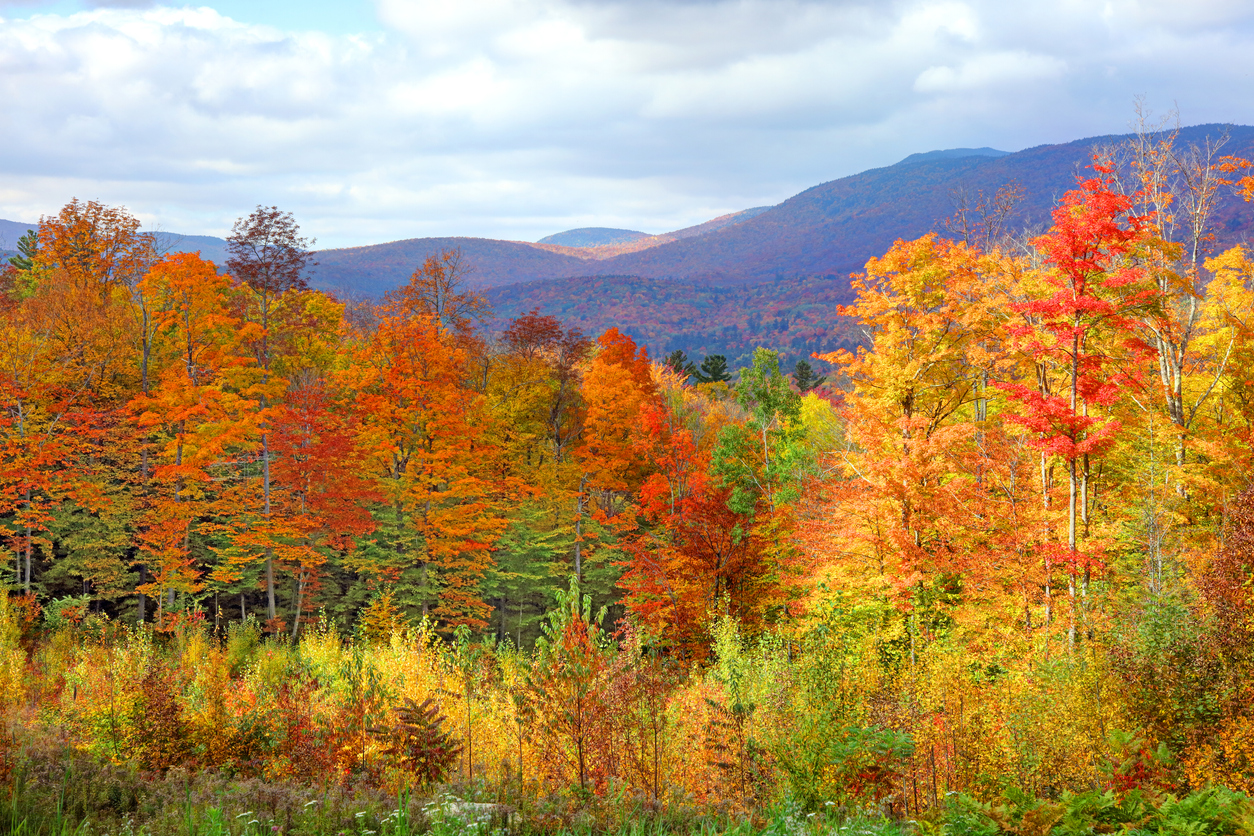 Why Do The Leaves Change Color in the Fall? - LANDMARK EXTERIORS