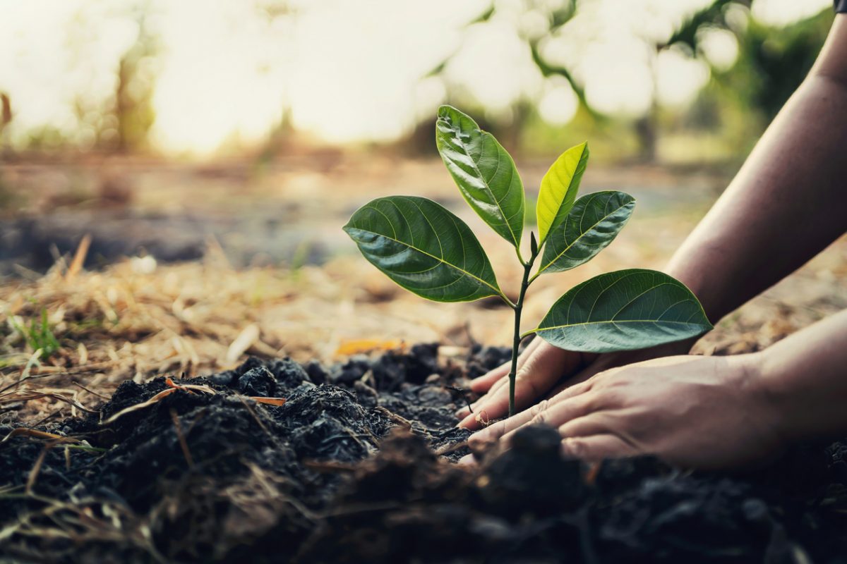 close up of planting a tree in garden
