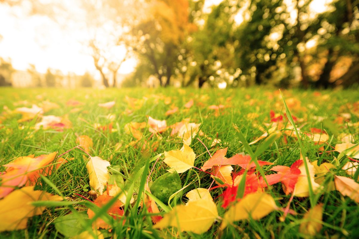 Fall leaves on meadow in autumn