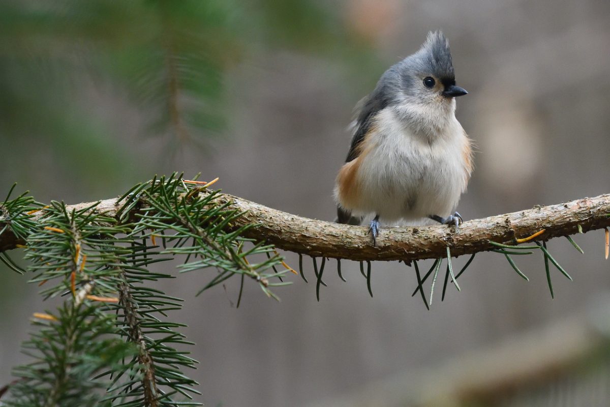 Puffed up tufted titmouse on branch of white spruce tree in the woods of Connecticut
