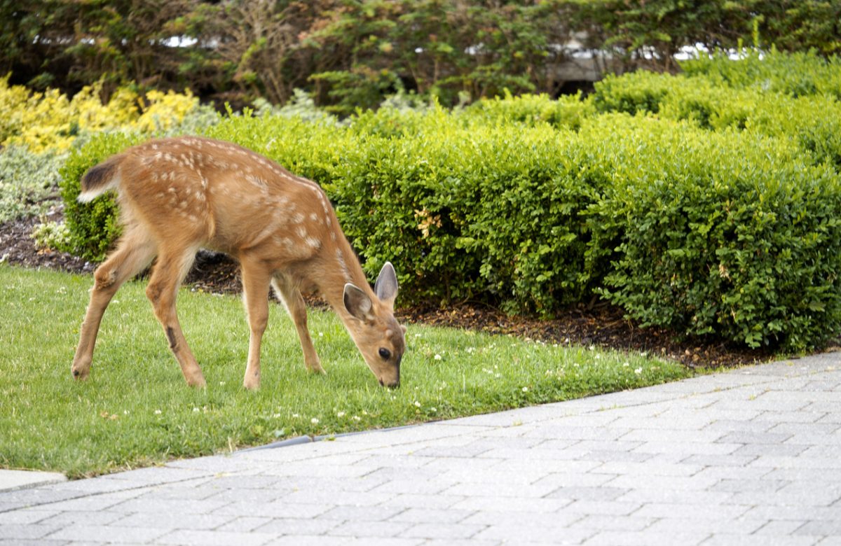 Baby deer still with white spots, enjoying some green grass