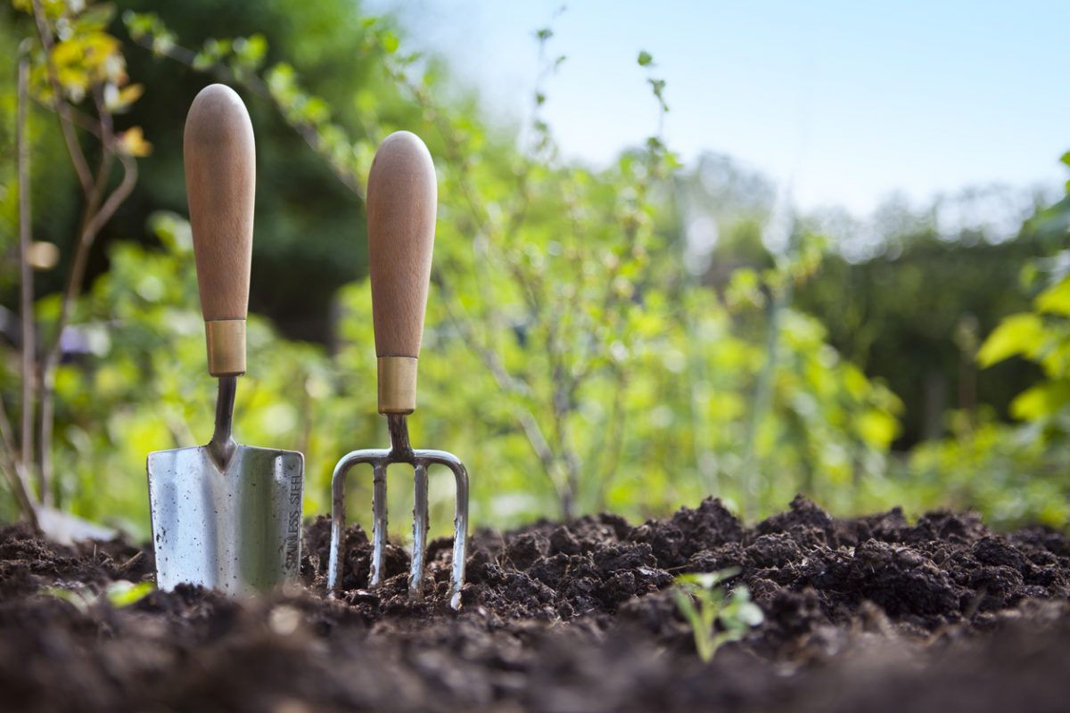 Beginner Gardening Tips