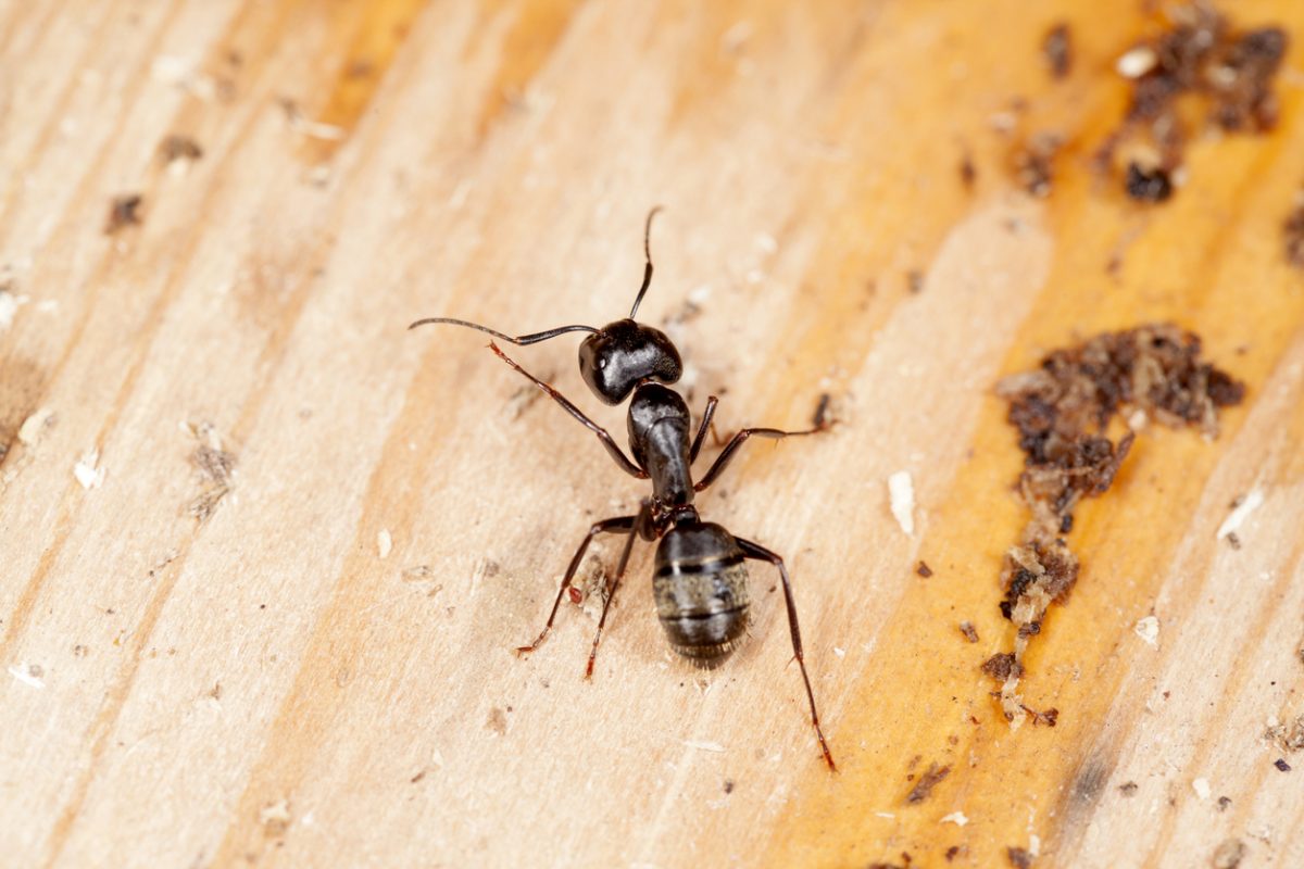 Carpenter Ant Crawling On Wood