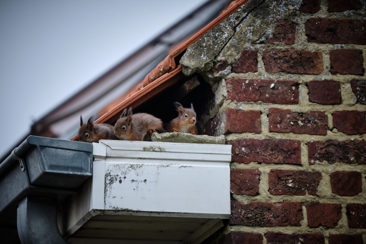 What To Do If I Have Animals Living On Or In My Roof