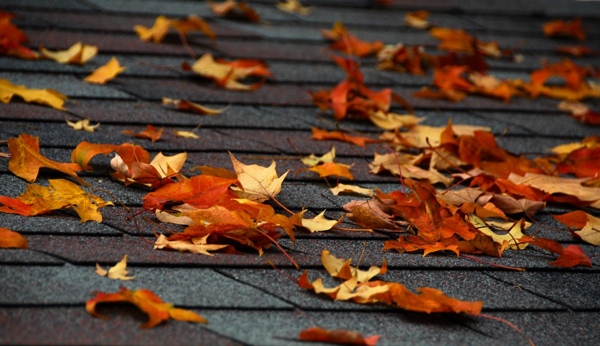 Fall leaves falling on my shed roof