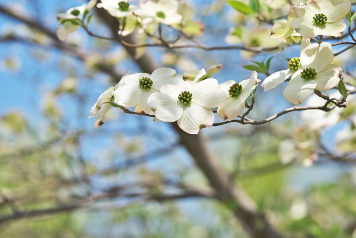 white flowering trees