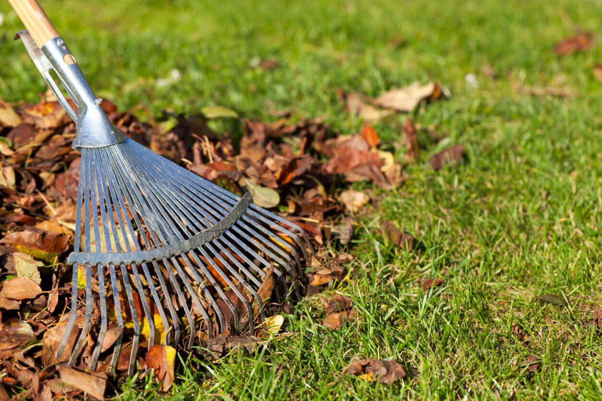 Rake, Leaves on Grass in Garden