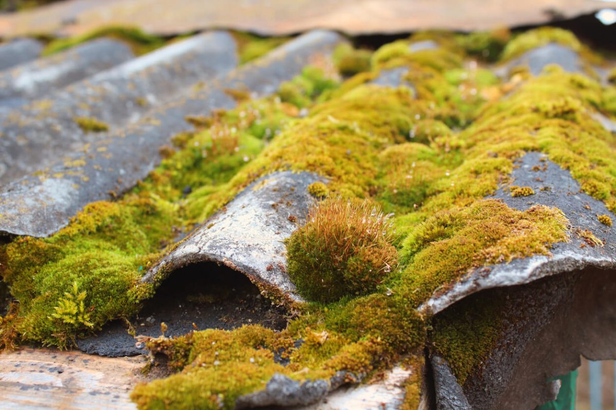 Moss on an old slate on the roof. Close-up. Background.