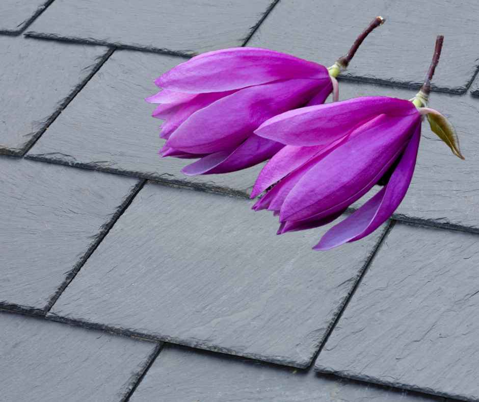 tulips on a slate tiled roof