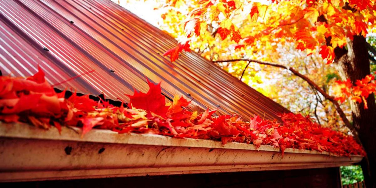 Maple leaves in gutter, fall time