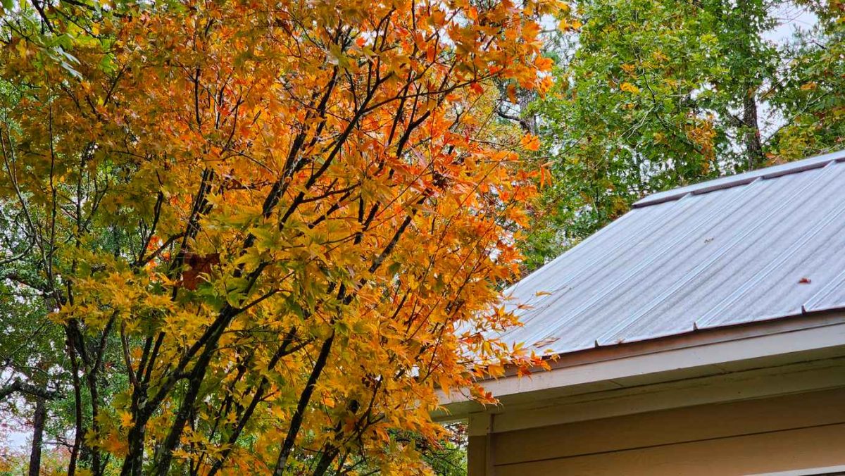 Preparing Your Cedar Roof for the Fall and Winter Seasons
