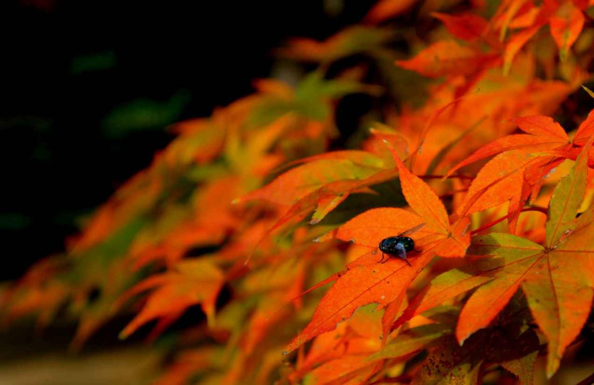 A fly warming up on some autumn leaves