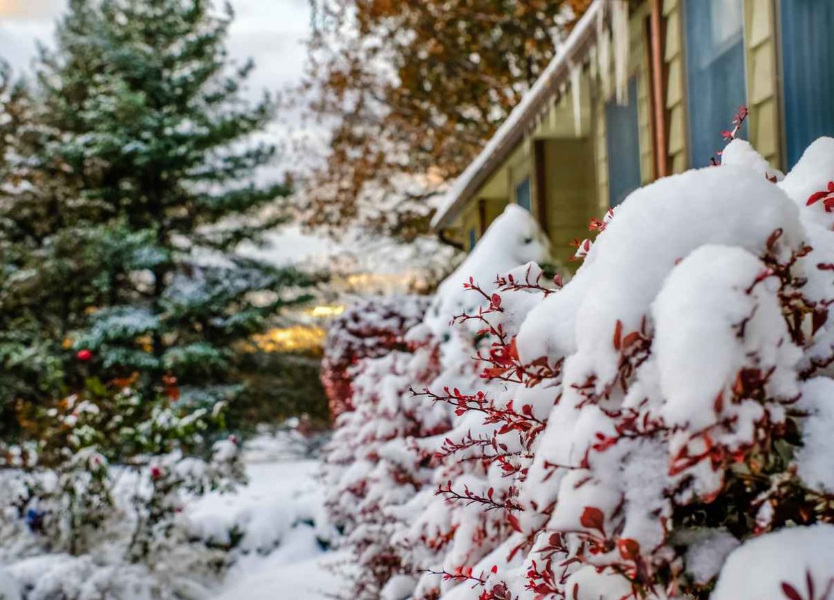 Snow covered red bushes in front of Midwestern house; 10 Winter Curb Appeal Tips For Your Home