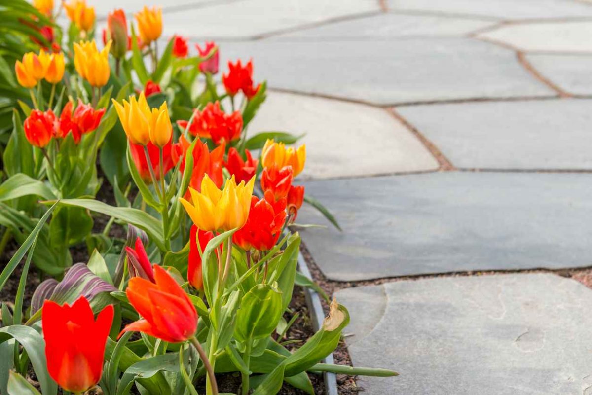 Tulip flowerbed and slates; Boosting Spring Curb Appeal
