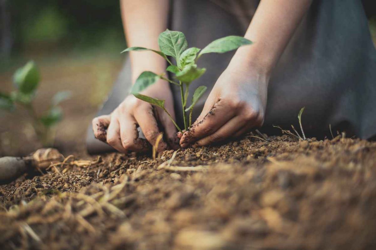 Photo depicting a gardener's hands putting a seedling into the soil and supporting its stem so it can gain stability before its properly buried; Celebrating Earth Day