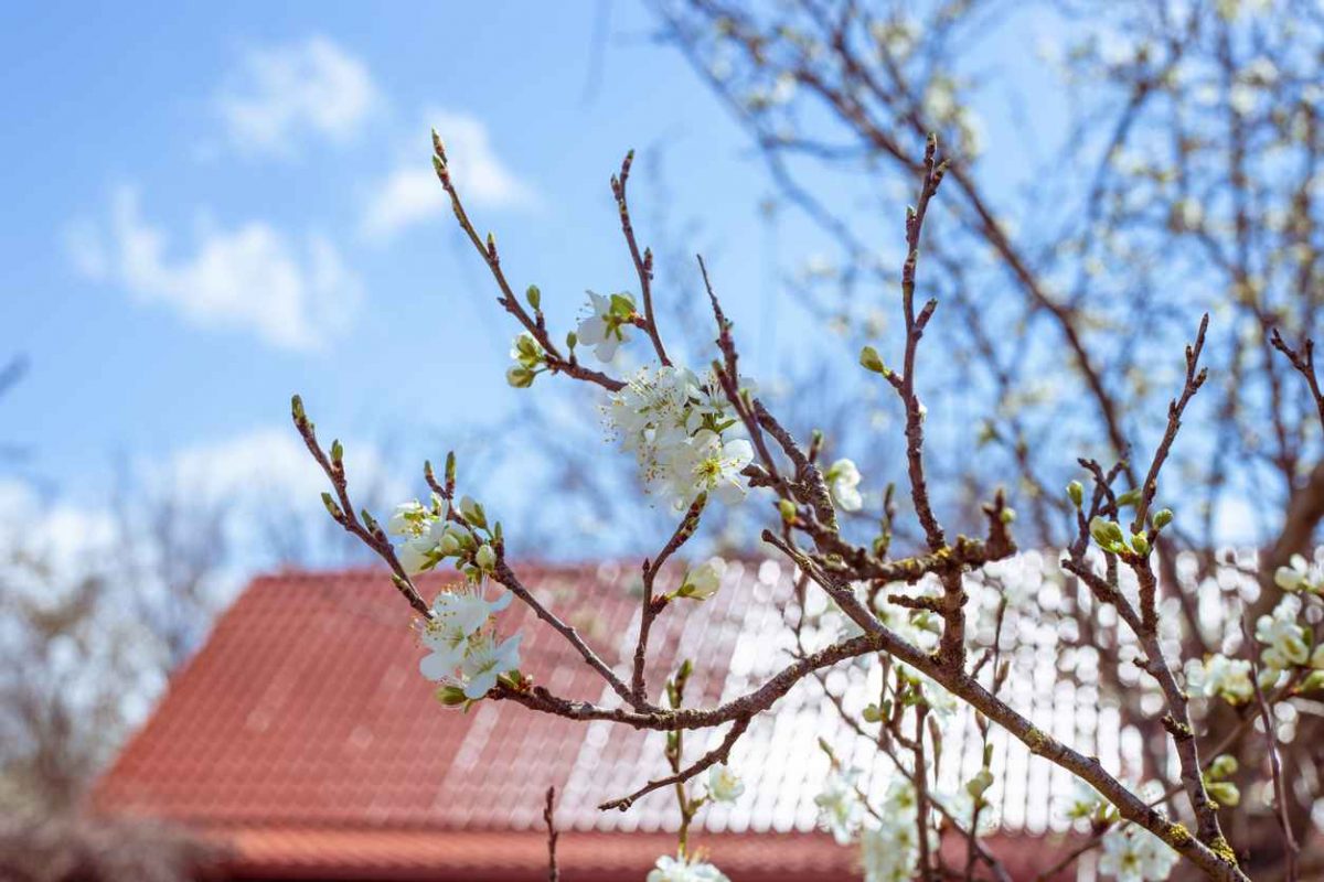 Flowering trees against the backdrop of the roof of a village house on a sunny spring day; Spring Roofing Maintenance Tips